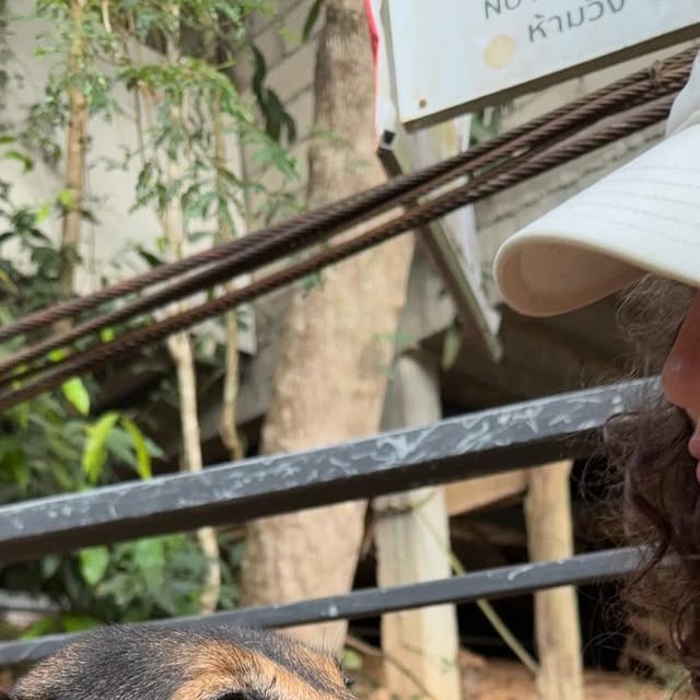 The street dogs I've met travelling